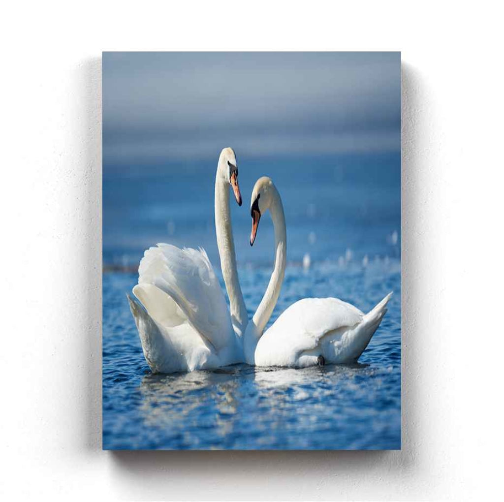 Love Of Swan - Animal Art Frame For Wall Decor- Funkydecors Xs / Canvas Posters Prints & Visual