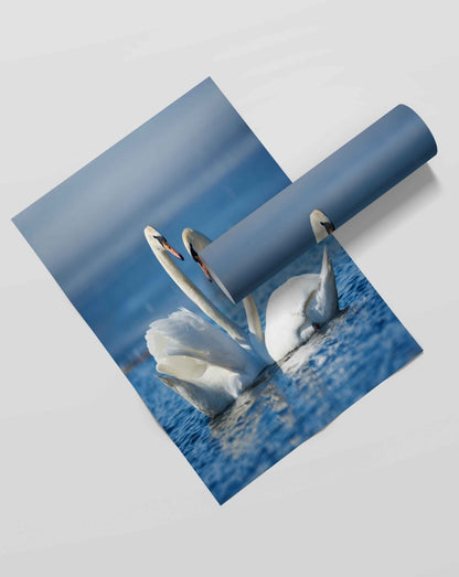 Love Of Swan - Animal Art Frame For Wall Decor- Funkydecors Xs / Roll Posters Prints & Visual