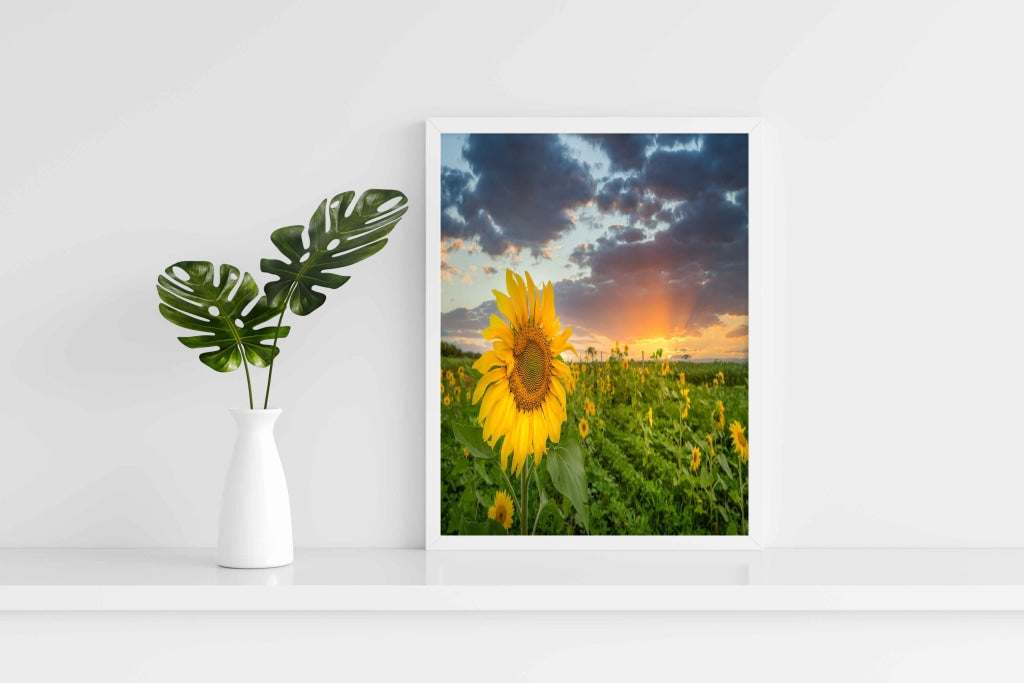 Sunflower Field - Floral Art Frame For Wall Decor- Funkydecors Xs / White Posters Prints & Visual