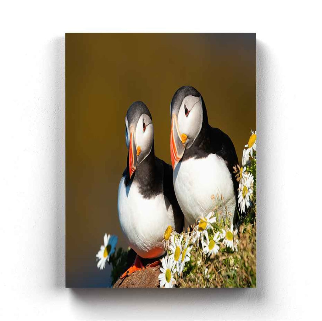 The Atlantic Puffin - Animal Art Frame For Wall Decor- Funkydecors Xs / Canvas Posters Prints &