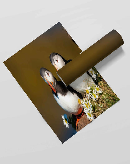 The Atlantic Puffin - Animal Art Frame For Wall Decor- Funkydecors Xs / Roll Posters Prints & Visual