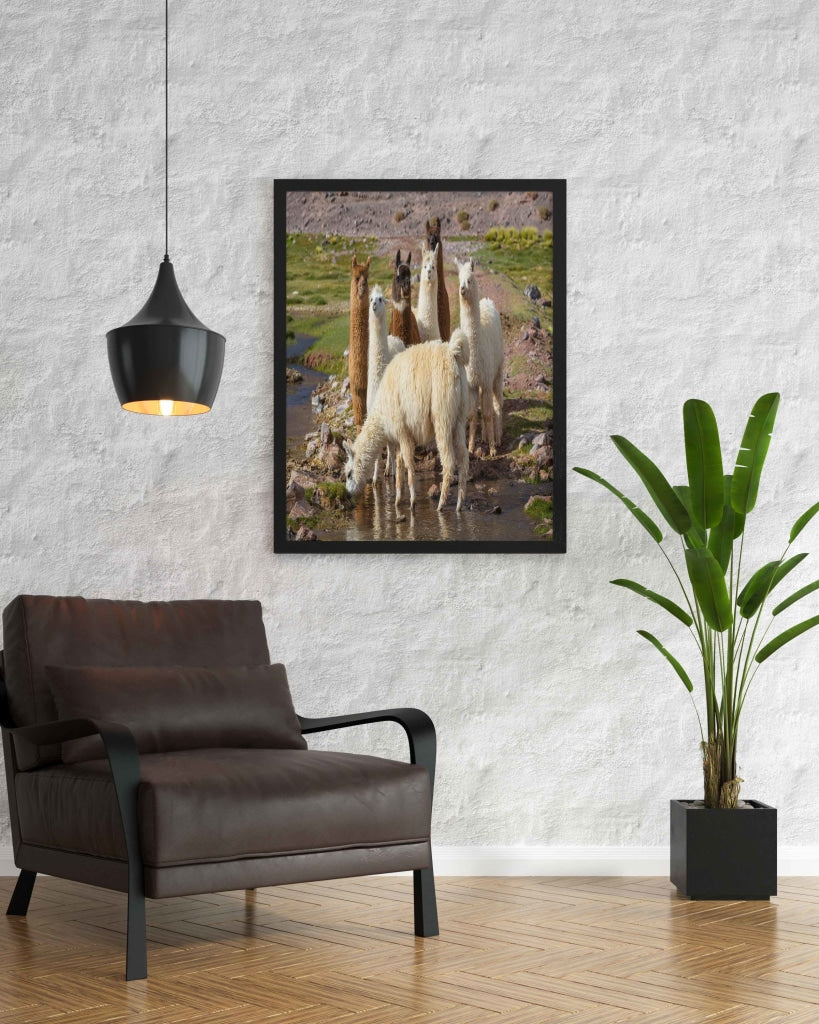 The Cute Lamas - Animal Art Frame For Wall Decor- Funkydecors Xs / Black Posters Prints & Visual