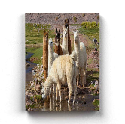 The Cute Lamas - Animal Art Frame For Wall Decor- Funkydecors Xs / Canvas Posters Prints & Visual