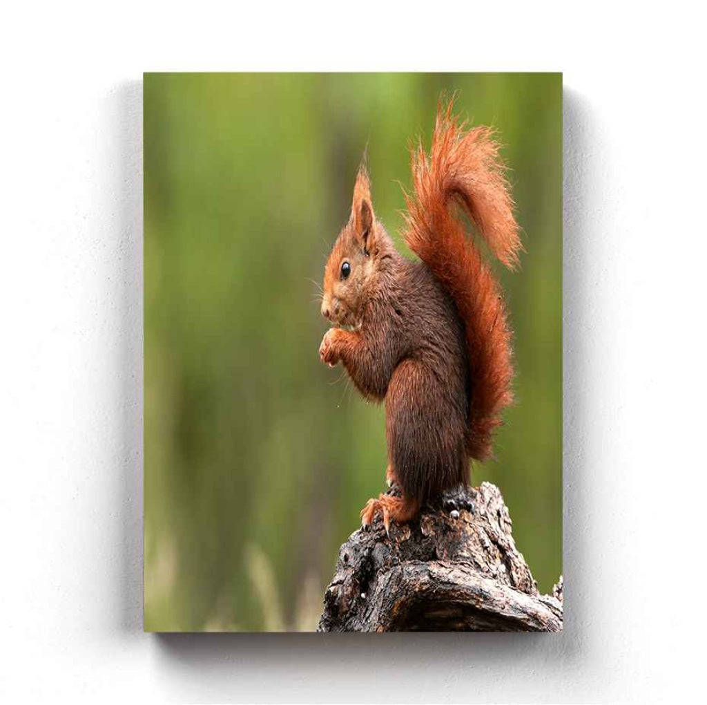 The Fluffy Tail - Animal Art Frame For Wall Decor- Funkydecors Xs / Canvas Posters Prints & Visual