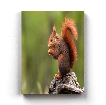 The Fluffy Tail - Animal Art Frame For Wall Decor- Funkydecors Xs / Canvas Posters Prints & Visual