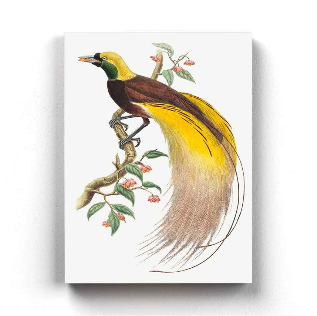 Bird Of Paradise - Animal Art Frame For Wall Decor- Funkydecors Xs / Canvas Posters Prints & Visual