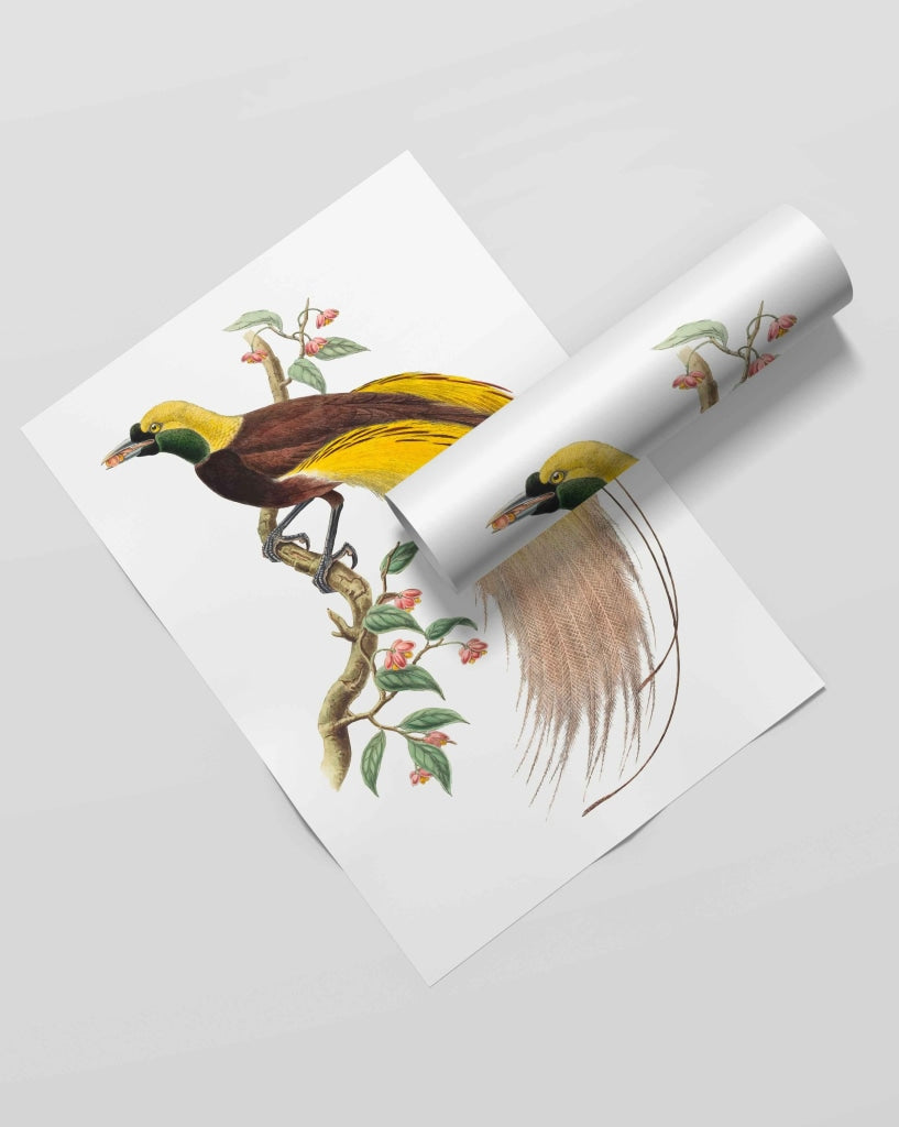 Bird Of Paradise - Animal Art Frame For Wall Decor- Funkydecors Xs / Roll Posters Prints &amp; Visual