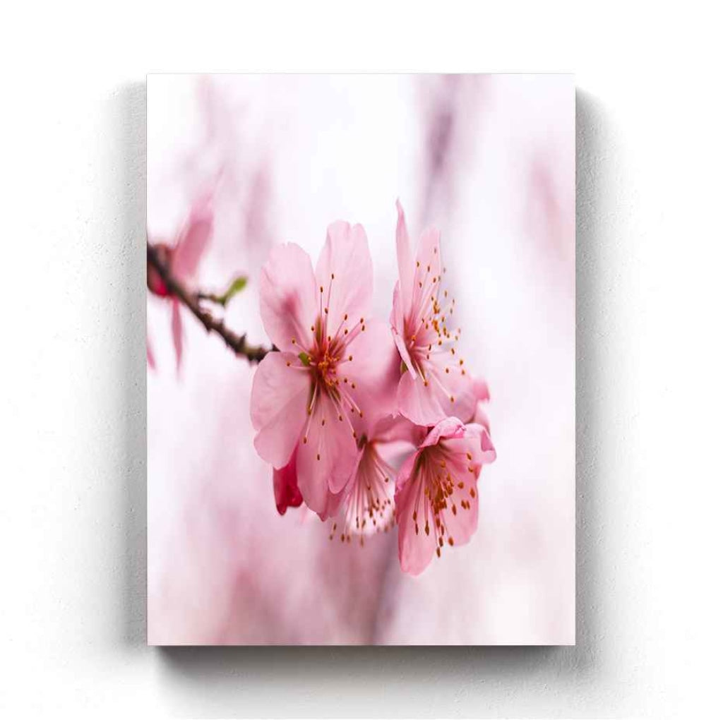 Cherry Blossom - Floral Art Frame For Wall Decor- Funkydecors Xs / Canvas Posters Prints & Visual