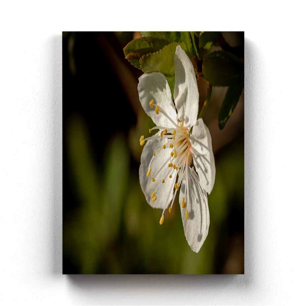 Fragrant Blossoms - Floral Art Frame For Wall Decor- Funkydecors Xs / Canvas Posters Prints &amp; Visual