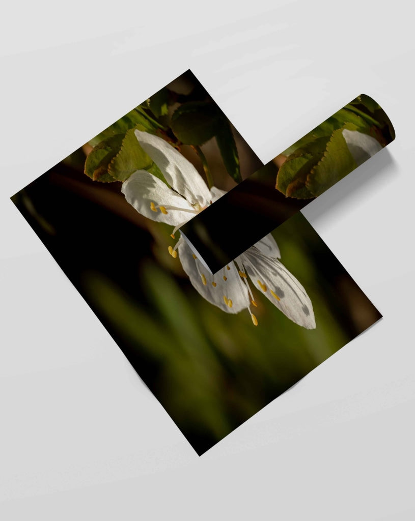 Fragrant Blossoms - Floral Art Frame For Wall Decor- Funkydecors Xs / Roll Posters Prints &amp; Visual