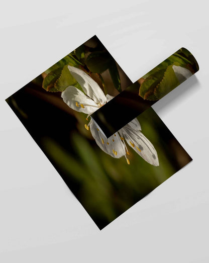 Fragrant Blossoms - Floral Art Frame For Wall Decor- Funkydecors Xs / Roll Posters Prints & Visual