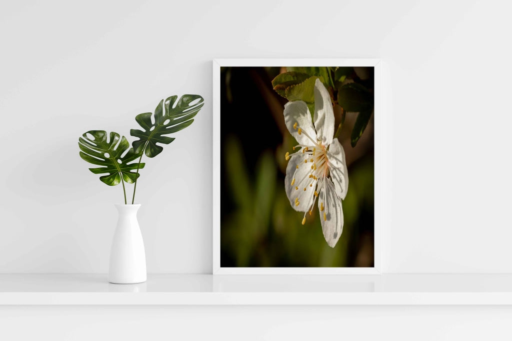 Fragrant Blossoms - Floral Art Frame For Wall Decor- Funkydecors Xs / White Posters Prints &amp; Visual