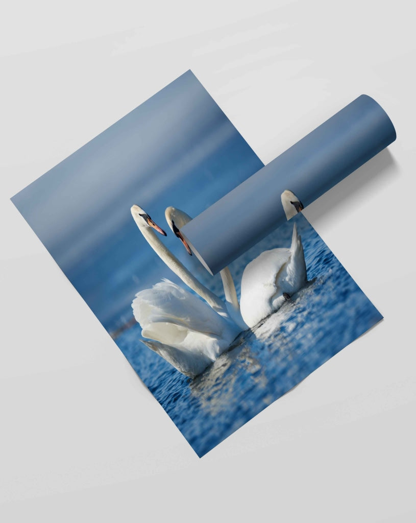 Love Of Swan - Animal Art Frame For Wall Decor- Funkydecors Xs / Roll Posters Prints &amp; Visual