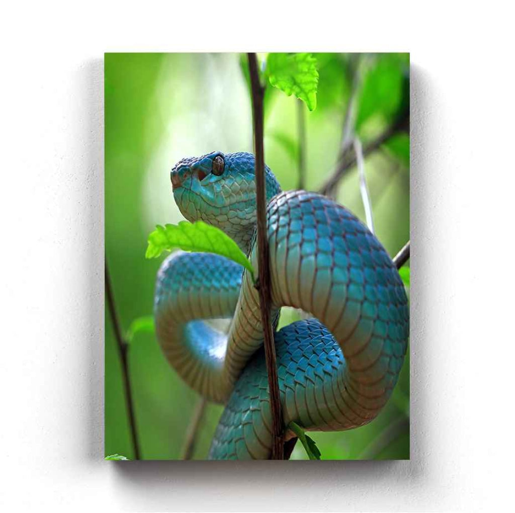 Pit Viper - Animal Art Frame For Wall Decor- Funkydecors Xs / Canvas Posters Prints &amp; Visual Artwork