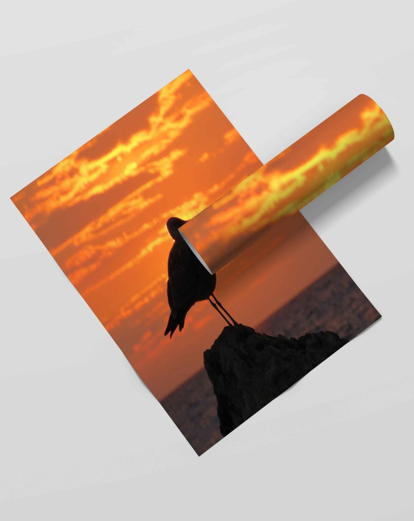 Sun And Bird - Animal Art Frame For Wall Decor- Funkydecors Xs / Roll Posters Prints &amp; Visual