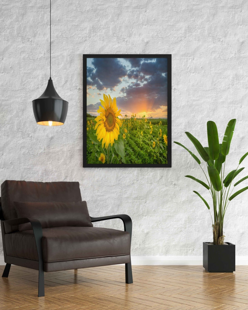 Sunflower Field - Floral Art Frame For Wall Decor- Funkydecors Xs / Black Posters Prints &amp; Visual