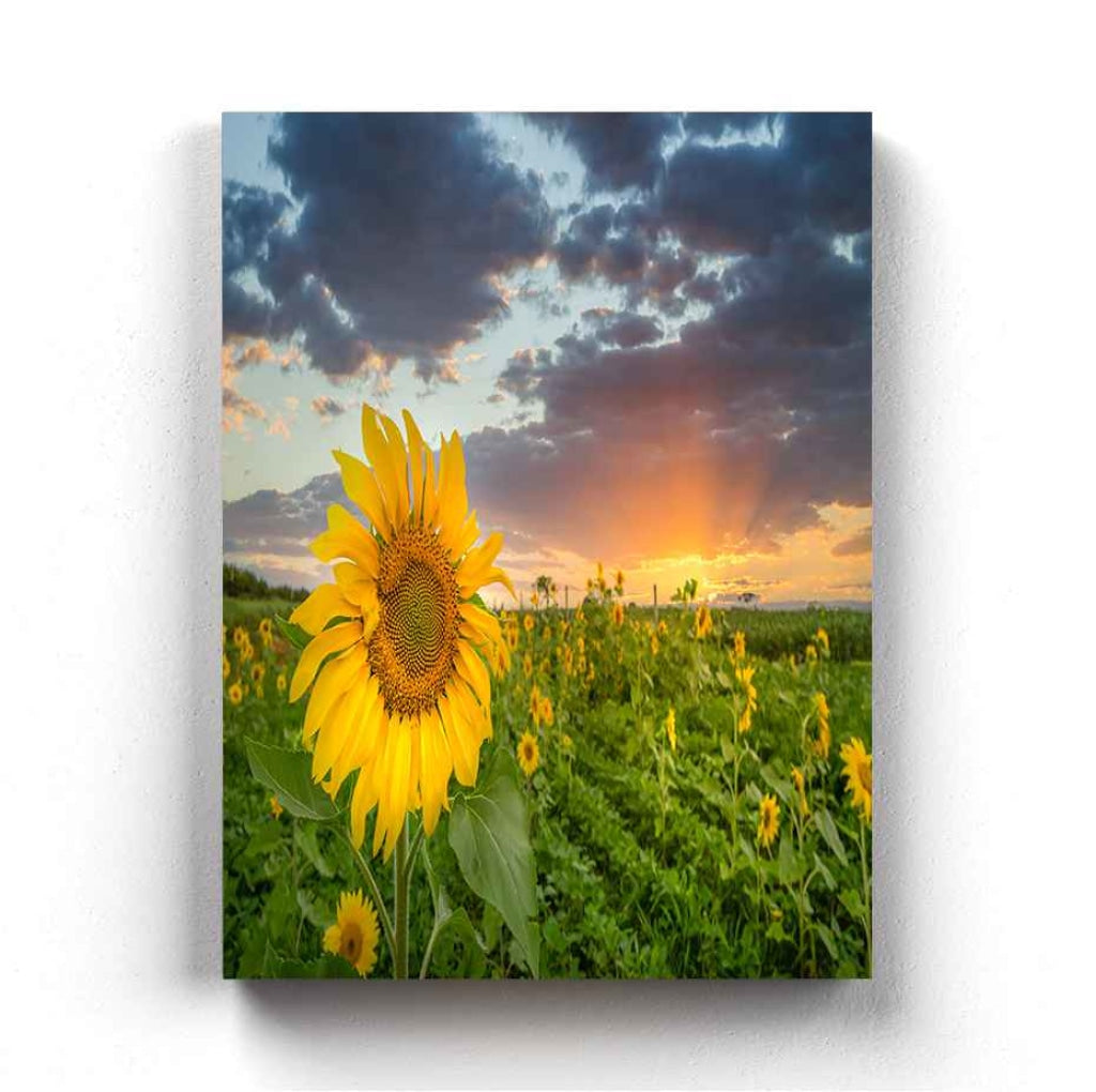 Sunflower Field - Floral Art Frame For Wall Decor- Funkydecors Xs / Canvas Posters Prints & Visual