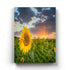 Sunflower Field - Floral Art Frame For Wall Decor- Funkydecors Xs / Canvas Posters Prints & Visual