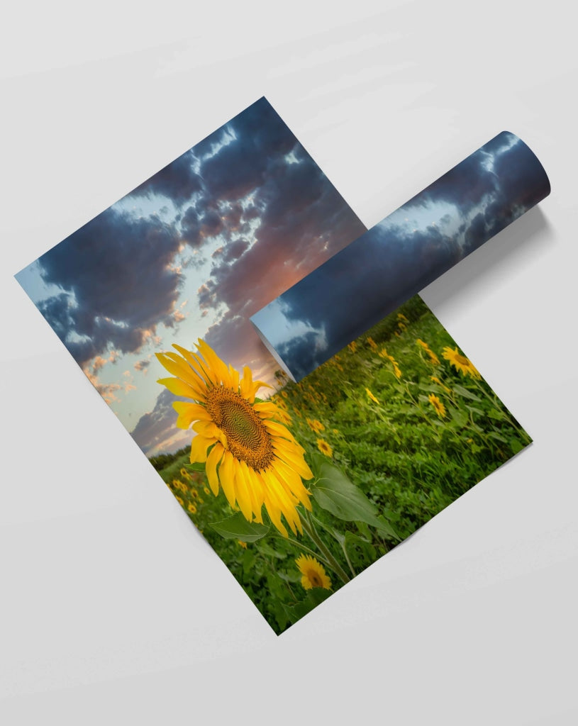 Sunflower Field - Floral Art Frame For Wall Decor- Funkydecors Xs / Roll Posters Prints &amp; Visual