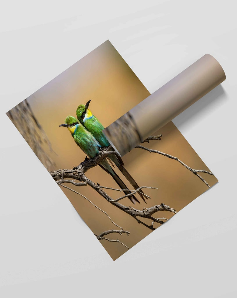 The Angry Bird - Animal Art Frame For Wall Decor- Funkydecors Xs / Roll Posters Prints &amp; Visual