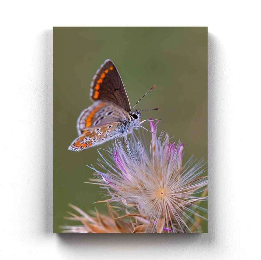 The Blue Lupine - Animal Art Frame For Wall Decor- Funkydecors Xs / Canvas Posters Prints &amp; Visual