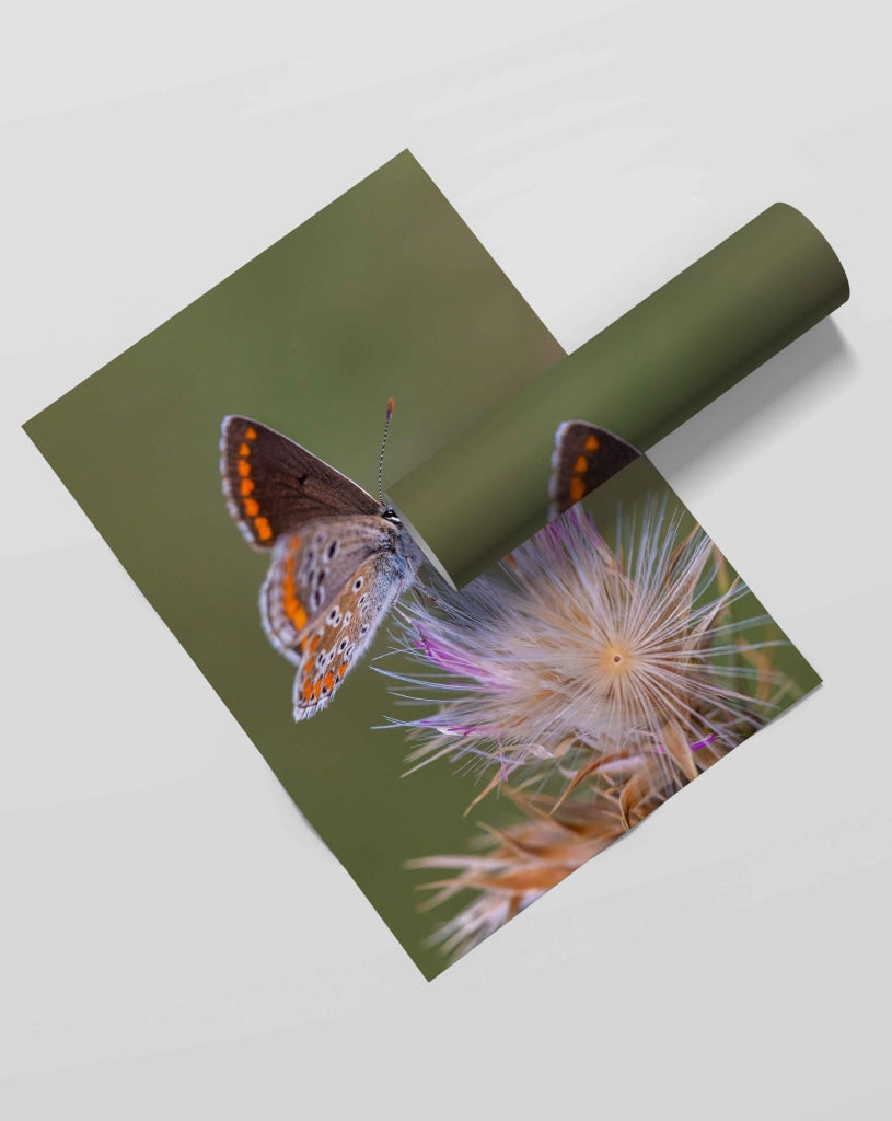 The Blue Lupine - Animal Art Frame For Wall Decor- Funkydecors Xs / Roll Posters Prints &amp; Visual