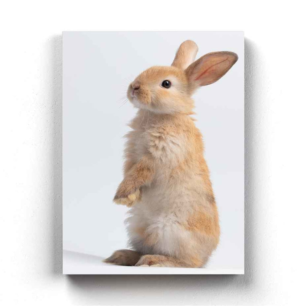 The Bunny - Animal Art Frame For Wall Decor- Funkydecors Xs / Canvas Posters Prints &amp; Visual Artwork