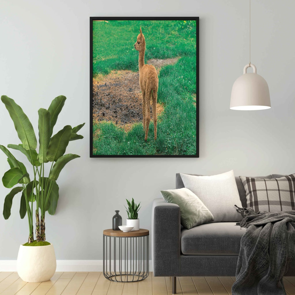 The Cute Lama - Animal Art Frame For Wall Decor- Funkydecors Xs / Black Posters Prints & Visual