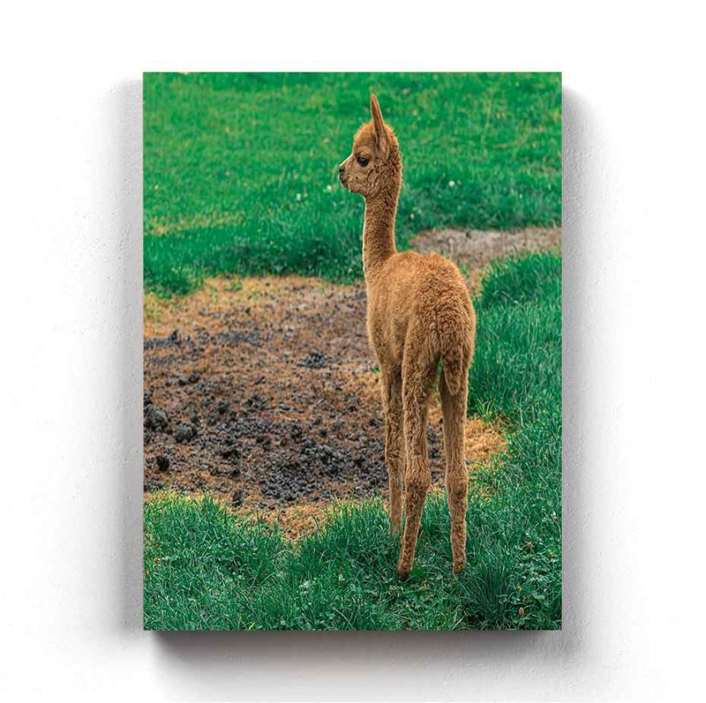 The Cute Lama - Animal Art Frame For Wall Decor- Funkydecors Xs / Canvas Posters Prints &amp; Visual