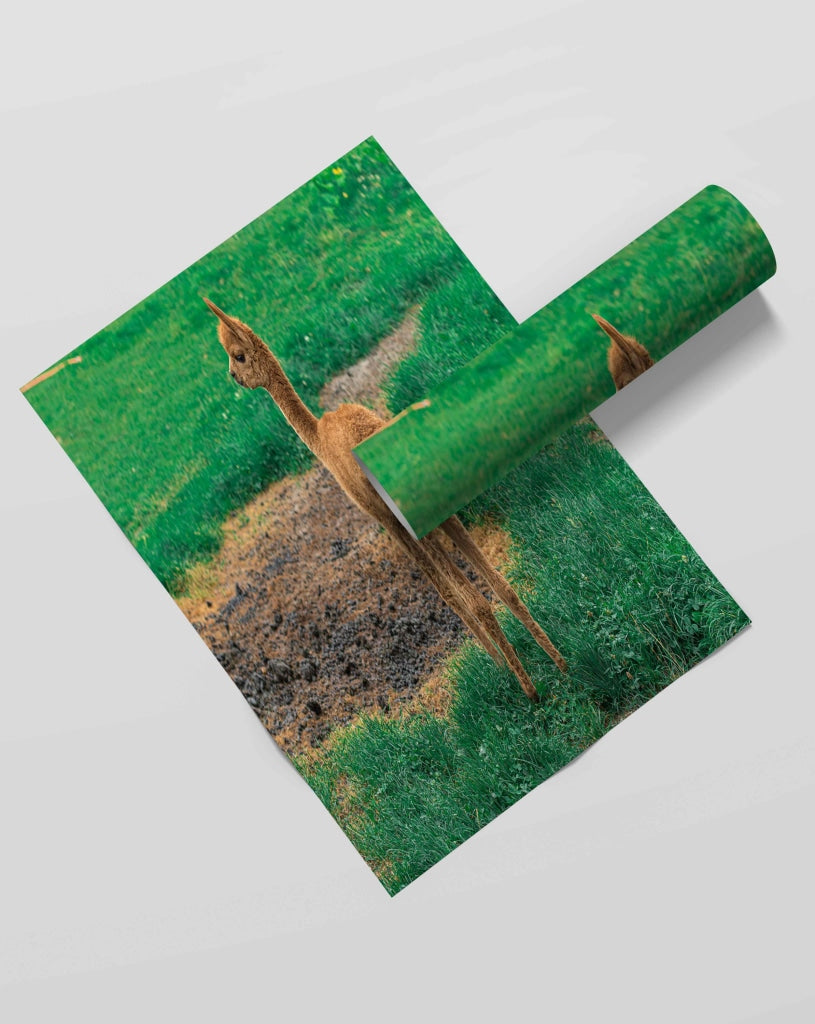 The Cute Lama - Animal Art Frame For Wall Decor- Funkydecors Xs / Roll Posters Prints &amp; Visual