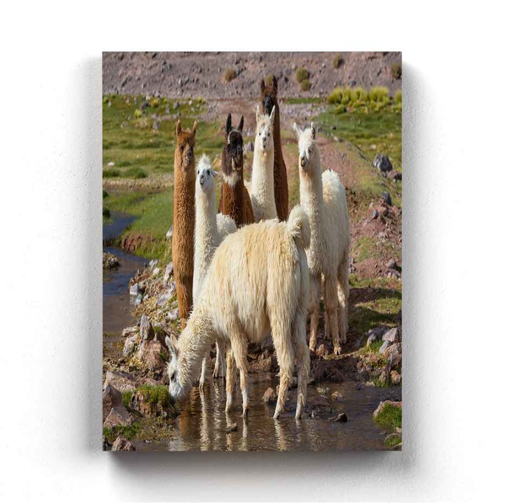The Cute Lamas - Animal Art Frame For Wall Decor- Funkydecors Xs / Canvas Posters Prints &amp; Visual