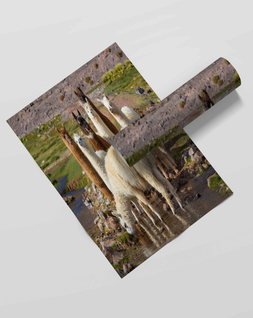 The Cute Lamas - Animal Art Frame For Wall Decor- Funkydecors Xs / Roll Posters Prints &amp; Visual