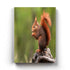 The Fluffy Tail - Animal Art Frame For Wall Decor- Funkydecors Xs / Canvas Posters Prints & Visual