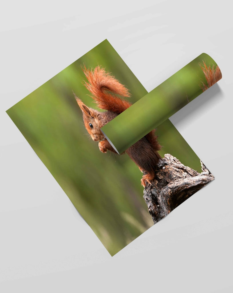 The Fluffy Tail - Animal Art Frame For Wall Decor- Funkydecors Xs / Roll Posters Prints &amp; Visual