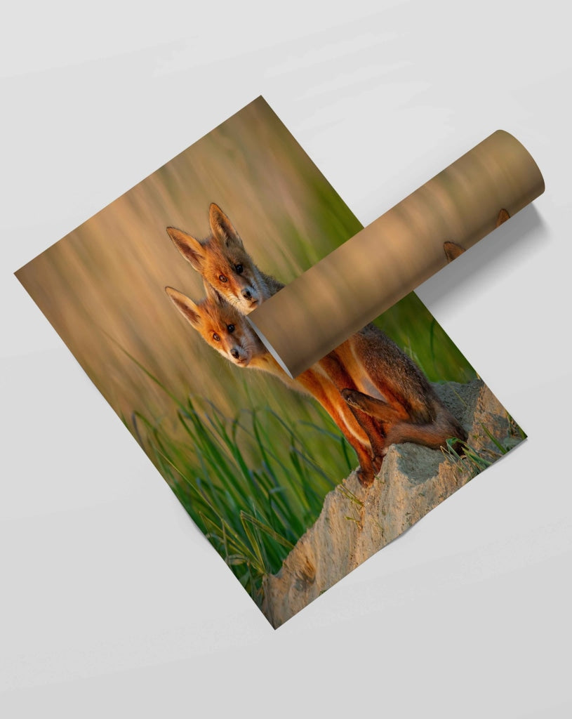 The Red Fox - Animal Art Frame For Wall Decor- Funkydecors Xs / Roll Posters Prints & Visual Artwork