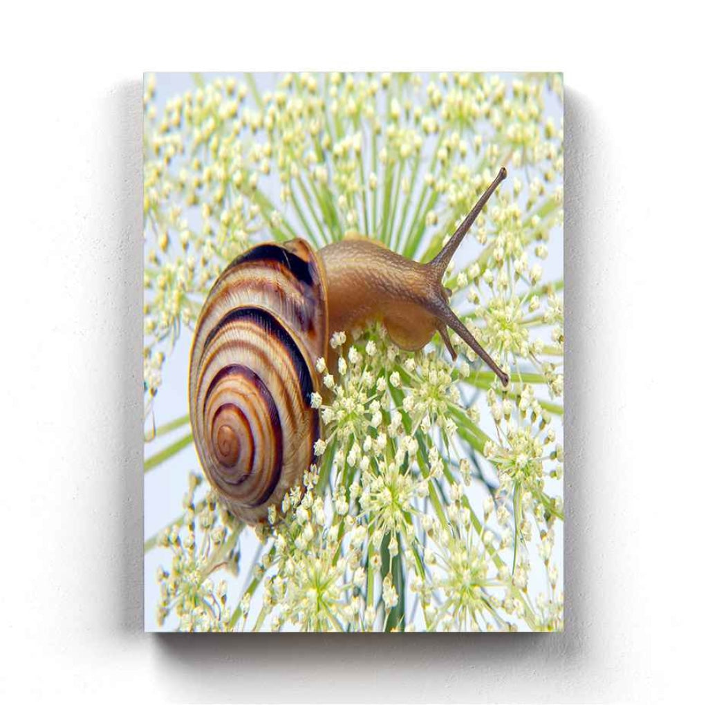 The Sluggish Snail - Animal Art Frame For Wall Decor- Funkydecors Xs / Canvas Posters Prints &amp;