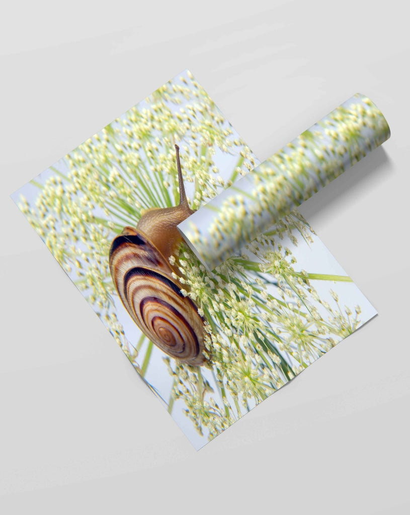 The Sluggish Snail - Animal Art Frame For Wall Decor- Funkydecors Xs / Roll Posters Prints &amp; Visual
