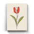 The Tulip Touch - Nature Art Frame For Wall Decor- Funkydecors Xs / Canvas Posters Prints & Visual