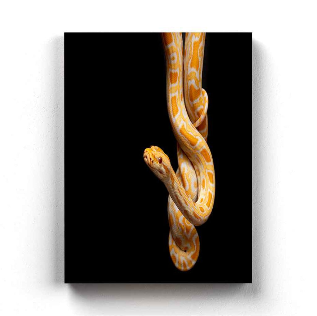 The Yellow Python - Animal Art Frame For Wall Decor- Funkydecors Xs / Canvas Posters Prints &amp; Visual