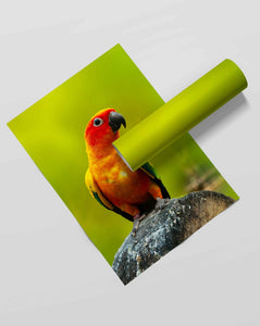 Being Bright - Animal Art Frame For Wall Decor- Funkydecors Xs / Roll Posters Prints & Visual