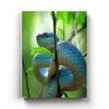 Pit Viper - Animal Art Frame For Wall Decor- Funkydecors Xs / Canvas Posters Prints & Visual Artwork