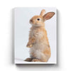 The Bunny - Animal Art Frame For Wall Decor- Funkydecors Xs / Canvas Posters Prints & Visual Artwork