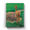 The Cute Lama - Animal Art Frame For Wall Decor- Funkydecors Xs / Canvas Posters Prints & Visual