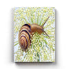 The Sluggish Snail - Animal Art Frame For Wall Decor- Funkydecors Xs / Canvas Posters Prints &